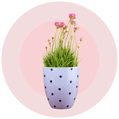 цветя за дома