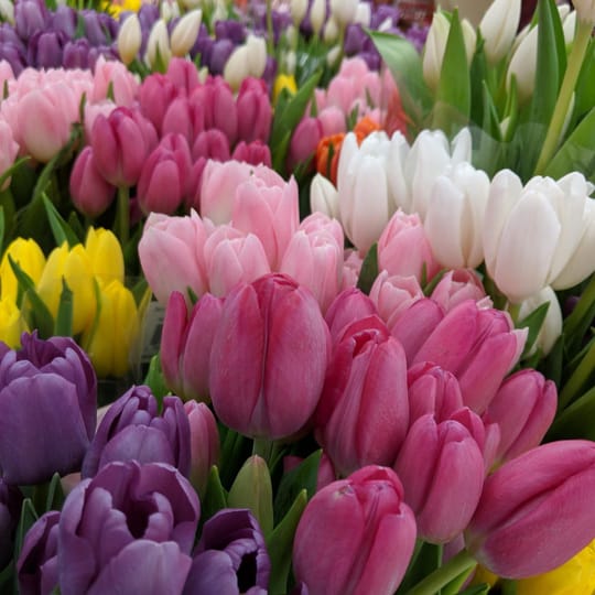 Микс луковици Лалета