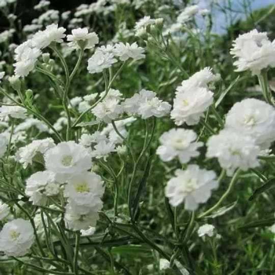 Гипсофил стрък